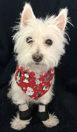 Holiday Bandanas