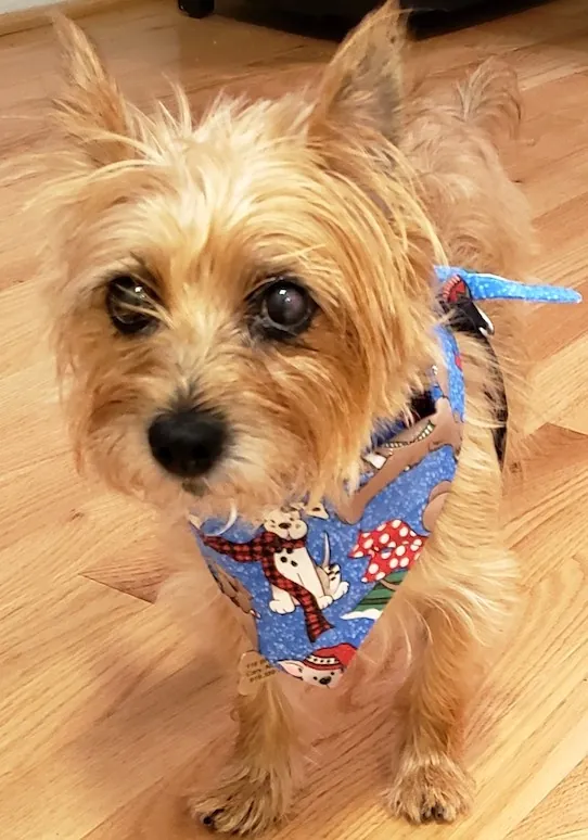 Holiday Bandanas - Image 14